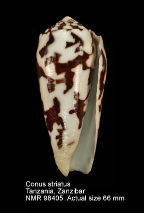 Conus striatus (9).jpg - Conus striatus Linnaeus,1758